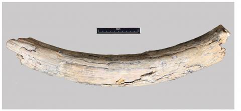 Badshot Lea mammoth tusk
