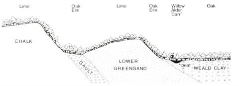 Distribution diagram of tree types in the mixed deciduous forest of the Later Mesolithic